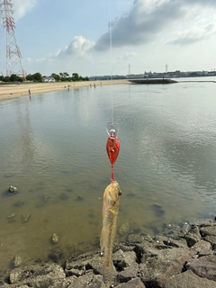 ハゼの釣果