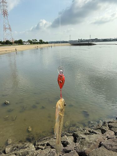 ハゼの釣果
