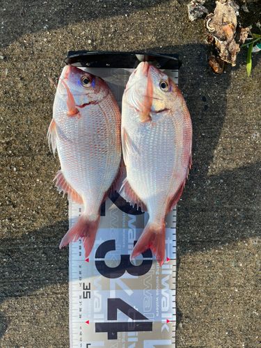 マダイの釣果