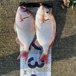 マダイ