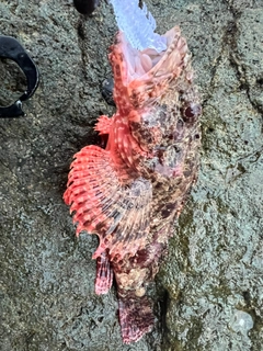 ヨロイメバルの釣果
