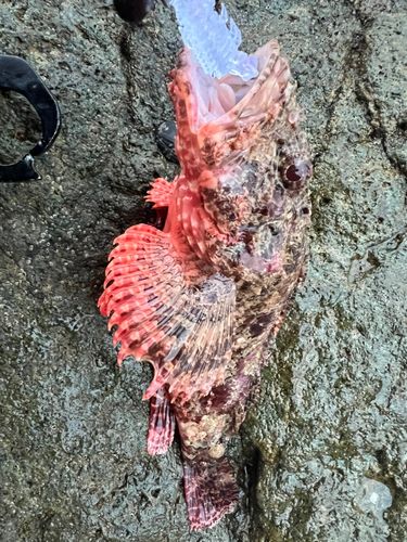 ヨロイメバルの釣果