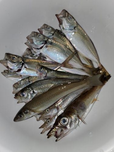アジの釣果
