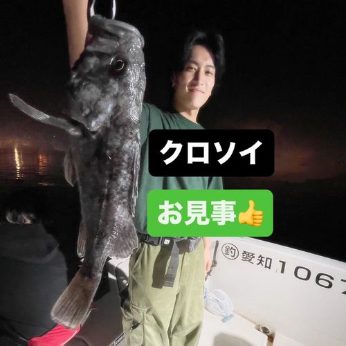 クロソイの釣果