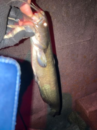 マナマズの釣果
