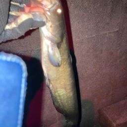 マナマズ