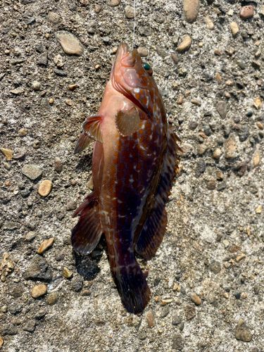 キジハタの釣果