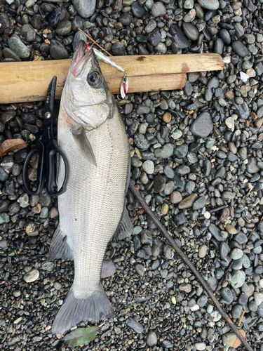 ヒラスズキの釣果
