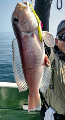 シロアマダイの釣果