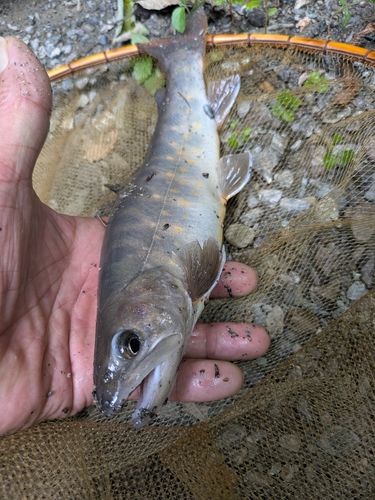 ヤマトイワナの釣果