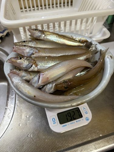 キスの釣果