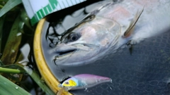 ヤマメの釣果