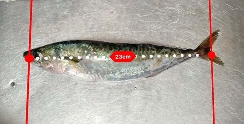 サバの釣果