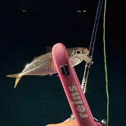 アジ