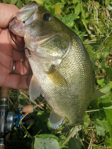 ブラックバスの釣果