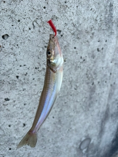 キスの釣果