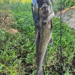 アメリカンキャットフィッシュ