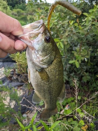 ラージマウスバスの釣果