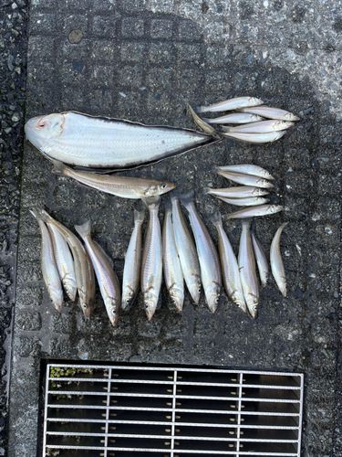 シロギスの釣果