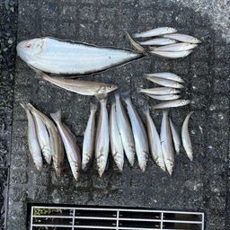 シロギス