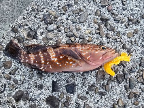 キジハタの釣果
