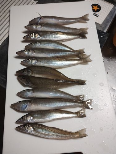 シロギスの釣果