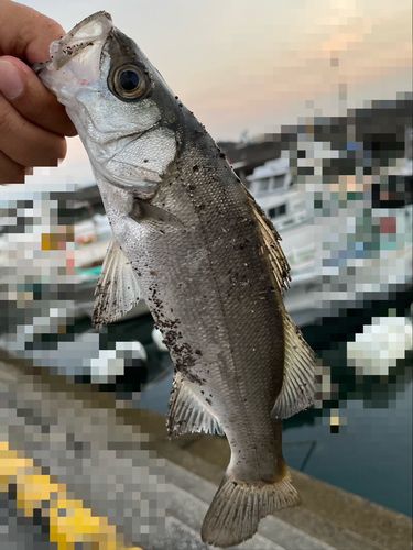 スズキの釣果