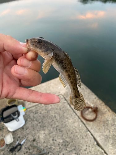 ハゼの釣果