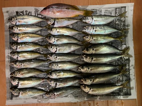 アジの釣果