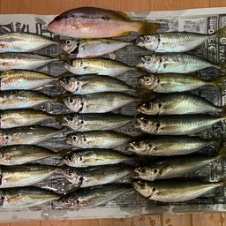 アジ