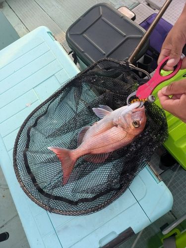 マダイの釣果