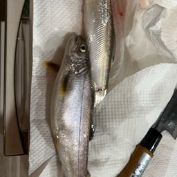 シナノユキマス