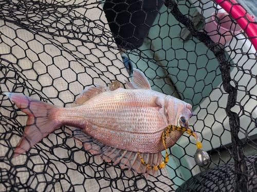 マダイの釣果