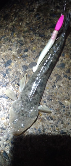 マゴチの釣果