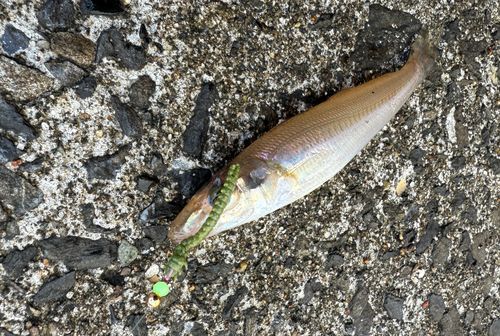キスの釣果