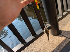 ハゼの釣果
