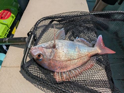 マダイの釣果