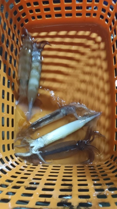 ムギイカの釣果