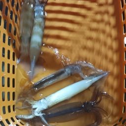 ムギイカ