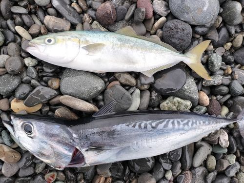 マルソウダの釣果