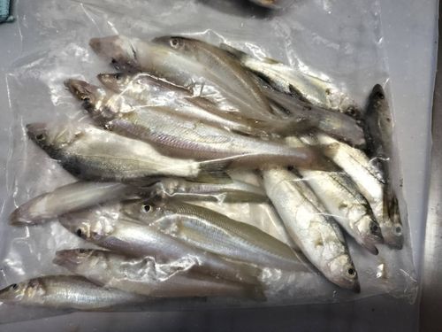 キスの釣果
