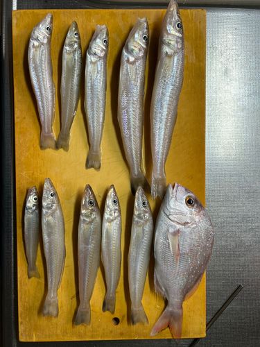 キスの釣果