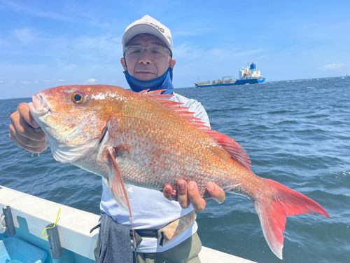 マダイの釣果