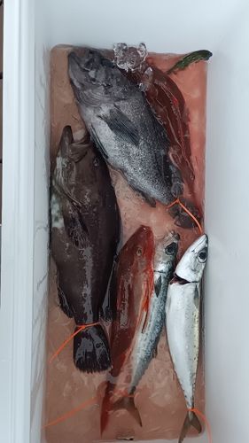 クロソイの釣果