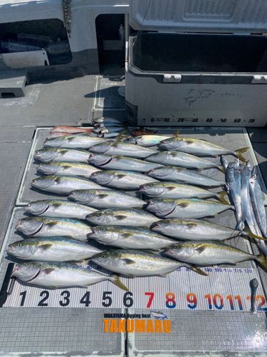 ハマチの釣果