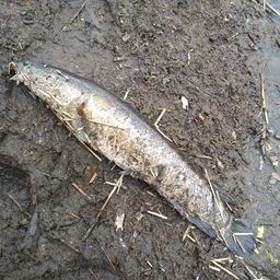 スネークヘッド