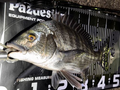 チヌの釣果