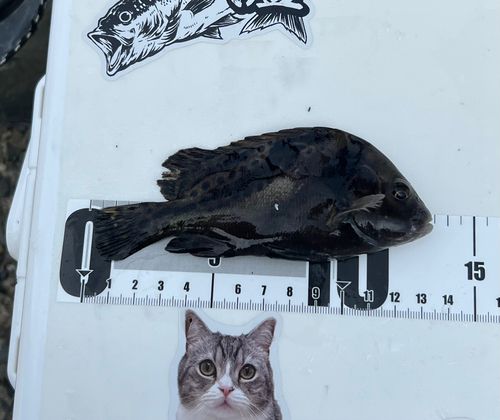 コショウダイの釣果