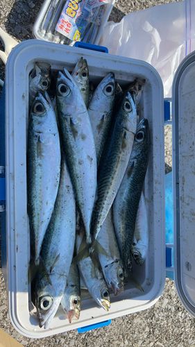 サバの釣果