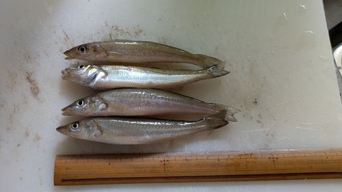 シロギスの釣果